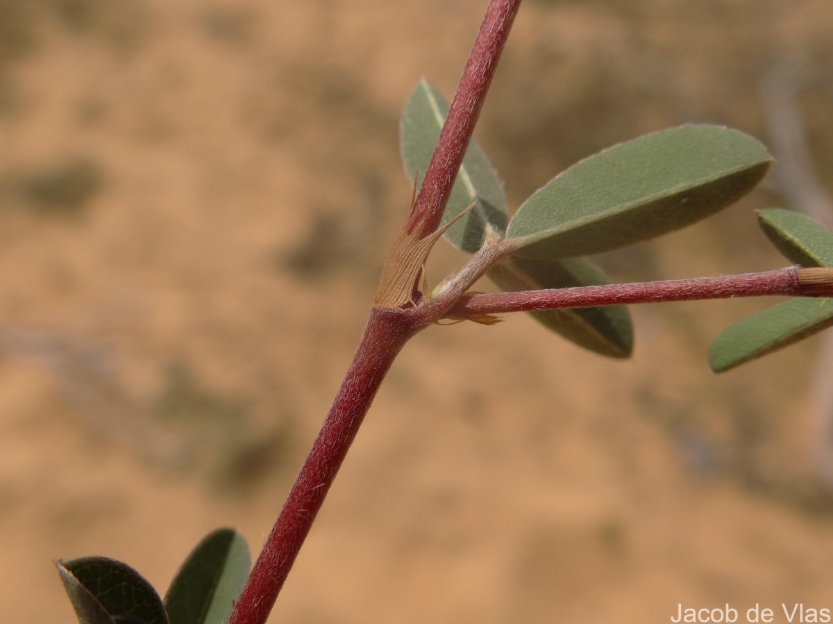 Aphyllodium biarticulatum (L.) Gagnep.